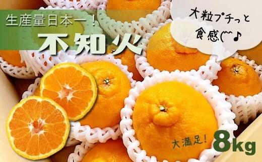 不知火 しらぬい 熊本玉名産 8kg | フルーツ 果物 くだもの 柑橘 ミカン みかん オレンジ 熊本県 玉名市