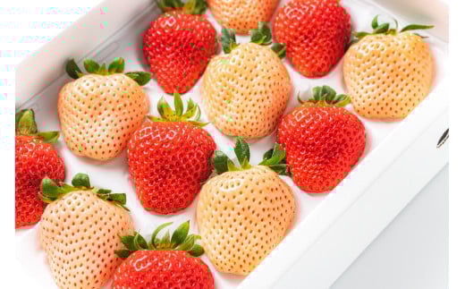 雅乃苺 紅 白 いちご 淡雪 ゆうべに or 恋みのり 約 400g | フルーツ 果物 くだもの イチゴ 苺 白いちご セット 熊本県 玉名市 イチゴ 生産量 西日本 1位
