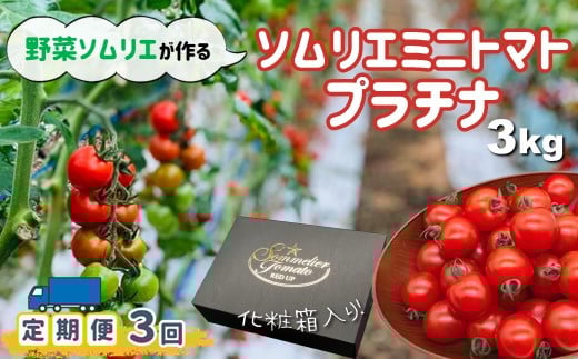 【定期便】【特別栽培農産物】ソムリエミニトマト「プラチナ」 3kg × 3ヶ月 | 野菜 やさい トマト とまと ミニトマト みにとまと 熊本県 玉名市