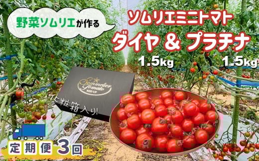 【定期便】【特別栽培農産物】ソムリエミニトマト 食べ比べ3kg ( プラチナ + ダイヤ ) × 3ヶ月 | 野菜 やさい トマト とまと ミニトマト 野菜ソムリエ 食べ比べ セット 熊本県 玉名市