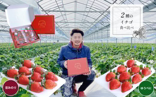 【化粧箱入り】2種のイチゴ食べ比べセット <マルキ農園> | 果物 フルーツ いちご ゆうべに 恋みのり 食べ比べ セット 熊本 玉名