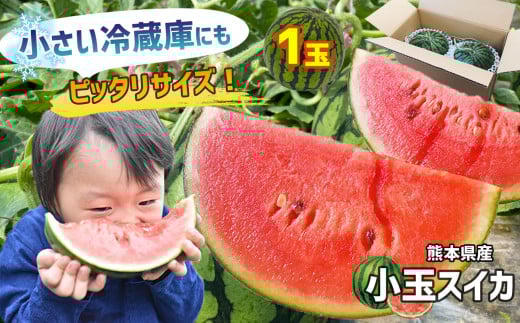 【4月～6月発送】 スイカ 王国 熊本 ！ 小玉 すいか 1玉 熊本県産 果物  西瓜 フルーツ | 果物 くだもの フルーツ すいか スイカ 西瓜 小玉 熊本県 玉名市