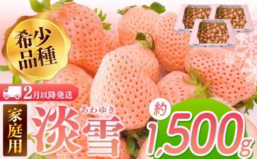 【2月以降発送】ご家庭用淡雪 約1500g | フルーツ 果物 いちご 淡雪 熊本 玉名