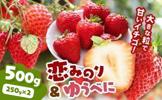 恋みのりとゆうべにセット 500g ｜ 果物 くだもの フルーツ いちご 苺 イチゴ 恋みのり ゆうべに セット 食べ比べ ジューシー 農家直送 熊本県 玉名市