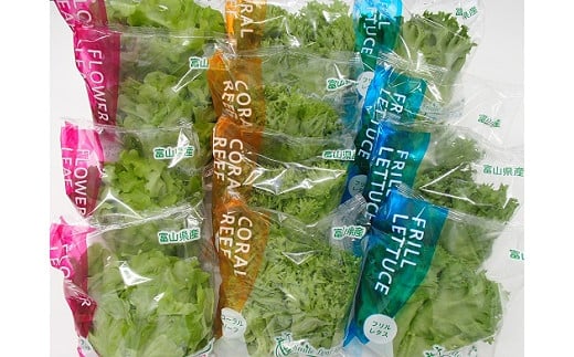 富山のおいしい水と電気エネルギーで生産した安心・安全野菜