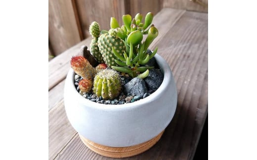 多肉＆サボテンアレンジ