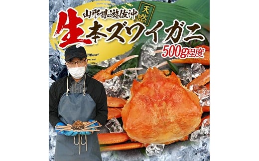 853　遊佐沖　生・本ズワイガニ 1匹 500g程度
