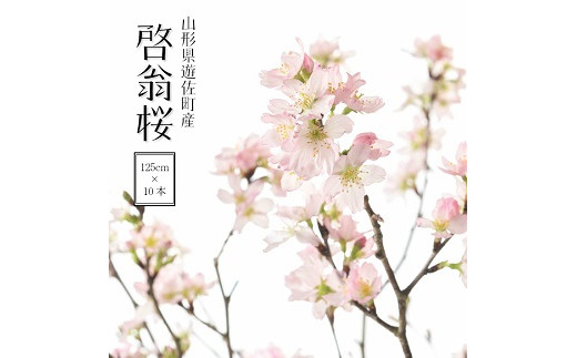 191M02c　啓翁桜 約125cm×10本（2月下旬発送）
