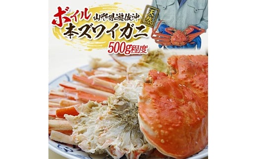 974 遊佐沖 ボイル・本ズワイガニ 1匹 500g程度
