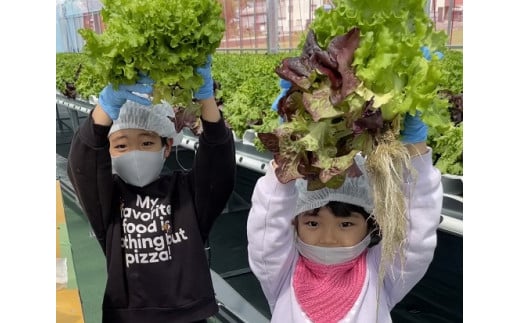 H-207　ブーケレタス（赤と緑）