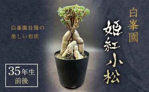 姫紅小松 35年生前後 [白峯園] 塊根植物 トリコディアデマ バルボサム Trichodiadema bulbosum 観葉植物盆栽 観葉 植物 コーデックス メセン インテリア F21J-271