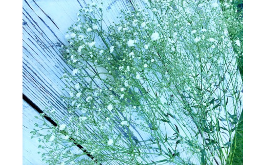 金山町産 純白のかすみ草花束