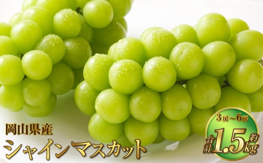 岡山県産 シャインマスカット 晴王 約1.5kg(3房~6房) 【2025年8月下旬~11月下旬迄発送予定】 果物 くだもの フルーツ ぶどう ブドウ 葡萄 マスカット