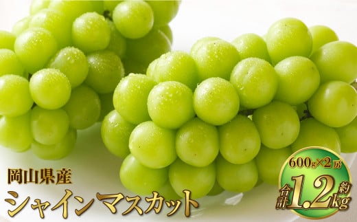 岡山県産 シャインマスカット 晴王 約1.2kg(600g×2房) 【2025年8月下旬~11月下旬迄発送予定】 果物 くだもの フルーツ ぶどう ブドウ 葡萄 マスカット