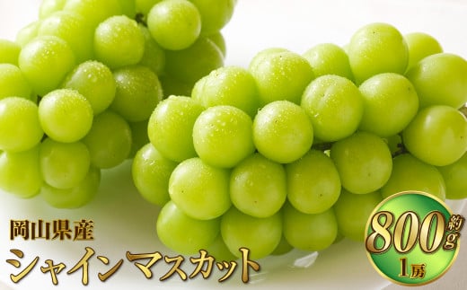 岡山県産 シャインマスカット 晴王 約800g(800g×1房) 【2025年8月下旬~11月下旬迄発送予定】 果物 くだもの フルーツ ぶどう ブドウ 葡萄 マスカット