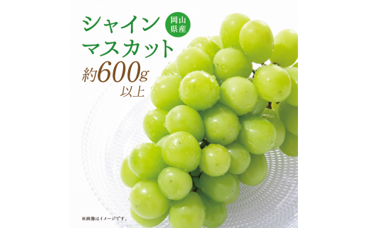 [岡山県産]シャインマスカット 約600g 1房 [2025年9月上旬〜11月下旬発送予定] マスカット ぶどう ブドウ 葡萄