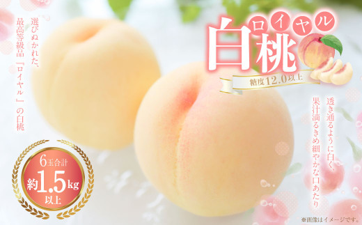 白桃 6玉(1.5kg以上) 等級:ロイヤル 化粧箱入り 【2026年7月上旬~8月上旬迄発送予定】 桃 モモ もも 果物 くだもの フルーツ 冷蔵 国産
