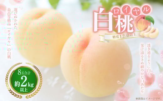 白桃 8玉(2kg以上) 等級:ロイヤル 化粧箱入り 【2026年7月上旬~8月上旬迄発送予定】 桃 モモ もも 果物 くだもの フルーツ 冷蔵 国産