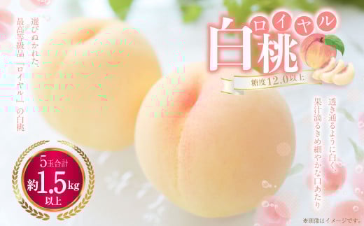 白桃 5玉(1.5kg以上) 等級:ロイヤル 木箱入り 【2026年7月上旬~8月上旬迄発送予定】 桃 モモ もも 果物 くだもの フルーツ 冷蔵 国産