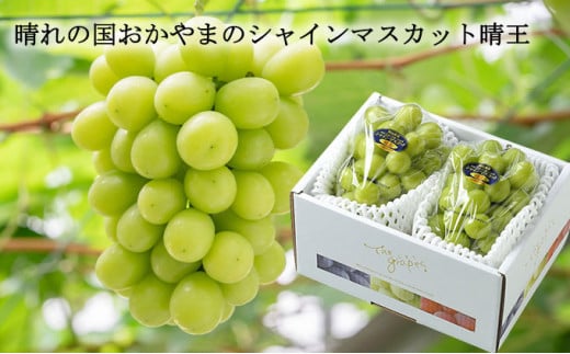シャインマスカット 晴王 約500g×2房 計約1kg 【2025年8月下旬~11月下旬迄発送】 岡山 種無し 種なし マスカット 果物 くだもの フルーツ ぶどう ブドウ 葡萄 冷蔵