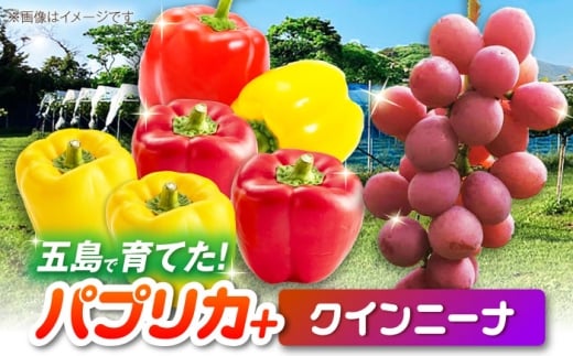 【2026年発送】クインニーナとパプリカ 五島市/HPIファーム ブドウ ぶどう 野菜 果物 [PCP016]