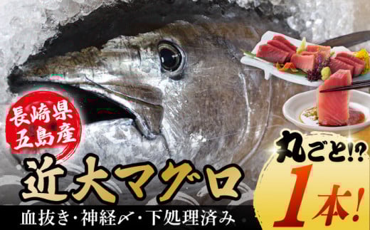 【海のダイヤ！近大マグロ そのまま1本お届け】長崎県 五島産 近大マグロ 丸ごと1本 40kg以上！ 鮮魚 赤身 大トロ 中トロ【ツナドリーム五島】 [PES001]