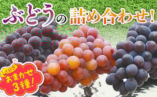 【2026年6月下旬～順次発送】ぶどう 3種 詰め合わせ 希少 中村オリジナルぶどう園 オリジナル品種含む おまかせ 3種ぶどう 詰め合わせ！※発送前のご連絡についてご注意ください 約 1.4kg 葡萄 ブドウ グレープ フルーツ 果物 くだもの 果汁 ジューシー 3房 食品 送料無料