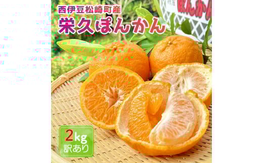 2025年3月上旬～中旬発送予定 栄久ぽんかん 2kg