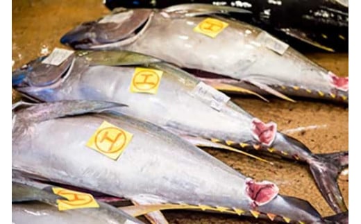 【泊漁港直送】 沖縄美ら海まぐろ １Kg｜沖縄 那覇市 魚 魚貝類 お魚 さかな 漁港直送 美ら海 まぐろ