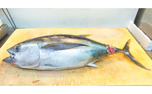 【泊漁港直送】 沖縄美ら海まぐろ＜1本（10Kg前後）＞