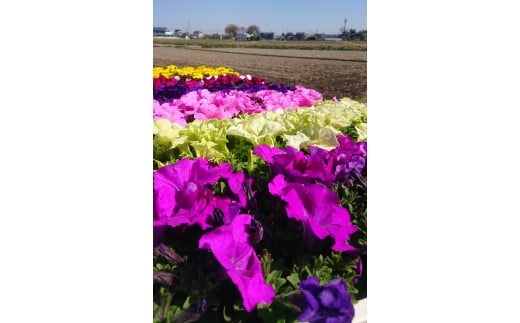 010-019 花だん苗詰め合わせ