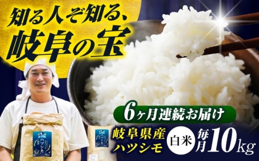 【6回定期便】岐阜県産米ハツシモ(藍の燈)10kg ハツシモ 白米 精米 米 岐阜市 / 藍川ファーム [ANHI006]