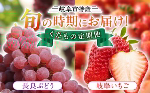 岐阜市特産 旬の時期にお届け くだもの定期便（（1）長良ぶどう デラウエア、（2）岐阜いちご 美濃娘2P） ブドウ 葡萄 イチゴ 岐阜市/JAぎふ [ANAS010]