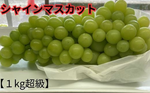 【超特大】＜朝摘み＞シャインマスカット【1kg超級】 産地直送 フルーツ ぶどう 岐阜市/江崎ぶどう園 [ANEC001]
