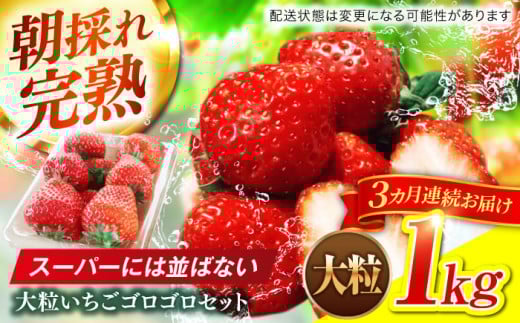 【3回定期便】 大粒 いちご  完熟 苺 おいしい 岐阜市 / セイントベリー [ANFX004]