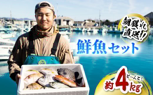 産地直送! 海陽町より旬の魚をお届け! 鮮魚セット 中セット 約4kg  詰め合わせ
