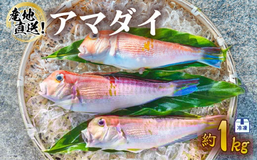 アマダイ 約1kg 冷凍 下処理済み 松笠揚げ 甘鯛 あまだい 水揚げ時重量約1kg 下処理後約900g エラ内臓除去 うろこ付き