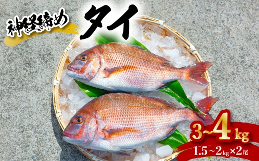 タイ 神経締め 2尾 計約3～4kg 鯛 たい 真鯛 マダイ 鮮魚 産地直送 冷蔵 養殖 国産