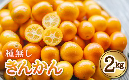 先行予約 きんかん 種なし 約2kg キンカン 種無し 金柑 たねなし 徳島 【2026年2月中旬以降順次発送】