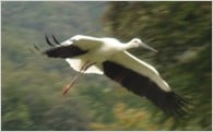 １．コウノトリの里づくりに関する事業