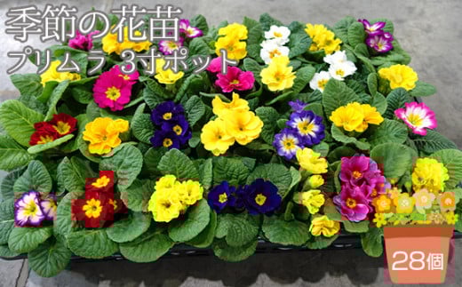 季節の花苗 プリムラ 3寸ポット 28個セット（プリムラ ジュリアン／プリムラ ポリアンサ） No.132