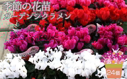 季節の花苗 ガーデンシクラメン 24個セット No.149