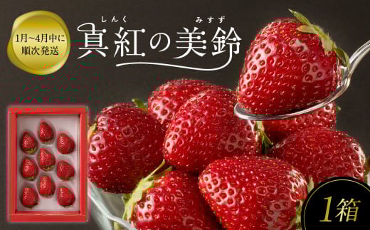 ★予約受付★杉山いちご農園 希少品種! 黒色いちご「真紅の美鈴(しんくのみすず)」2026年1月~5月中に順次配送 いちご 黒いちご 果物 フルーツ 苺 イチゴ 黒 くだもの 佐賀県 産 希少 くろ