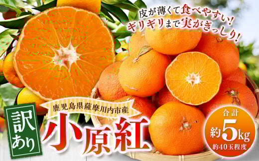 AS-2178 【訳あり用】 小原紅 約5kg(約40玉程度)【2025年12月中旬以降順次発送】 みかん 蜜柑 ミカン 幻のみかん 果物 くだもの