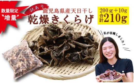 ＼数量限定〝増量"/鹿児島県産天日干し[訳アリ]乾燥きくらげ 合計210g ZS-785