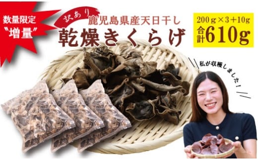 ＼数量限定〝増量"/鹿児島県産天日干し[訳アリ]乾燥きくらげ 合計610g BS-096