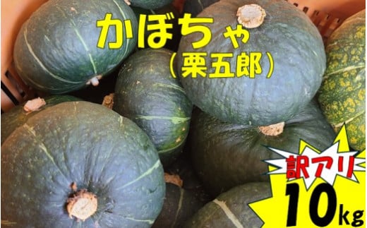 [訳アリ]かぼちゃ(栗五郎) 10kg 季節限定 農家直送 鹿児島県産 ZS-960