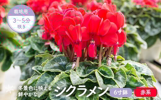 BS-009-2  シクラメン(赤系) 6寸鉢 栽培用3～5分咲き 【11月下旬～12月下旬発送】