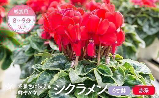 BS-010-1 シクラメン(赤系)  6寸鉢 観賞用8～9分咲き 【11月下旬～12月下旬発送】