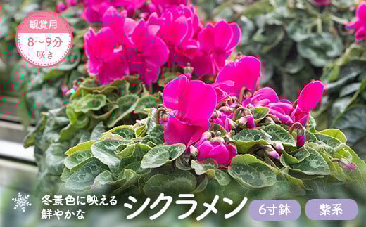 BS-010-2  シクラメン(紫系) 6寸鉢 観賞用8～9分咲き 【11月下旬～12月下旬発送】